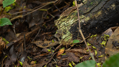 Panaeolus