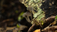 Panaeolus