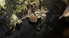 Panaeolus
