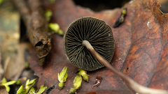 Panaeolus