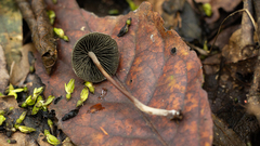 Panaeolus