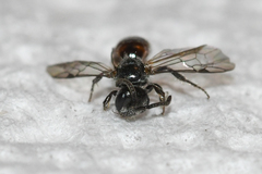 Sphecodes brachycephalus