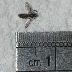 Sphecodes brachycephalus