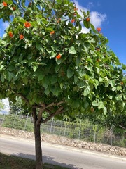 Cordia dodecandra