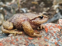 Pristimantis elegans