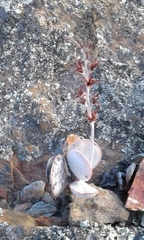 Adromischus maculatus