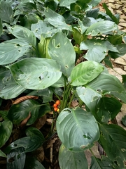 Aglaonema modestum