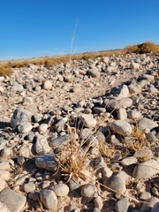 Panicum hallii