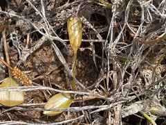 Potamogeton suboblongus