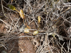 Potamogeton suboblongus