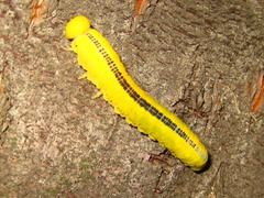 Cimbex carinulatus