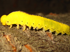 Cimbex carinulatus