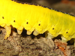 Cimbex carinulatus