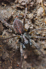 Pardosa vancouveri