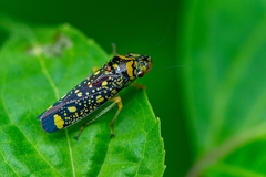 Aulacizes conspersa