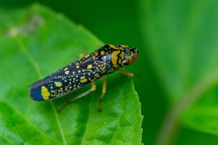 Aulacizes conspersa