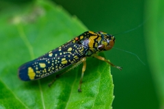 Aulacizes conspersa