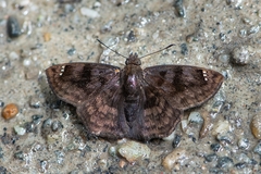 Nisoniades macarius