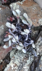 Brianhuntleya intrusa