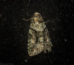 Pherechoa crypsichlora