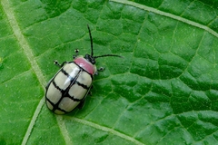 Alagoasa scissa