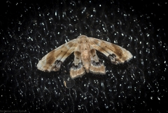 Holocryptis phasianura