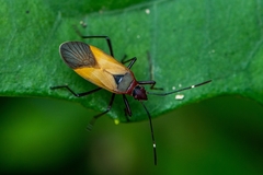 Dysdercus ruficollis