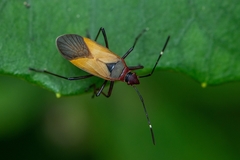 Dysdercus ruficollis