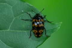 Iphiclus abdominalis