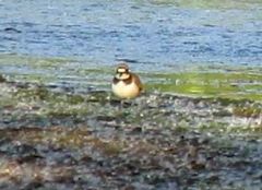 Charadrius dubius
