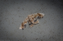 Holocryptis phasianura