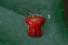 Charidotella rubicunda
