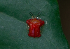 Charidotella rubicunda