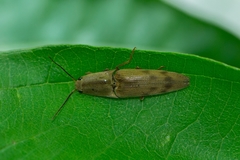 Conoderus fuscofasciatus