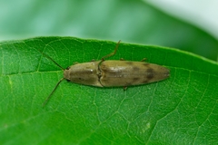 Conoderus fuscofasciatus