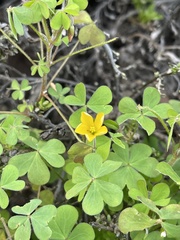 Oxalis pilosa