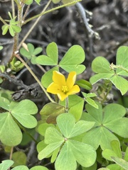 Oxalis pilosa
