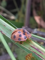 Epilachna tredecimnotata