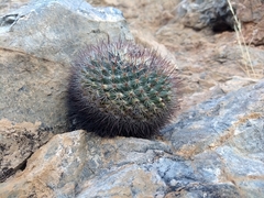 Mammillaria johnstonii