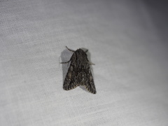 Fishia yosemitae