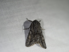Fishia yosemitae