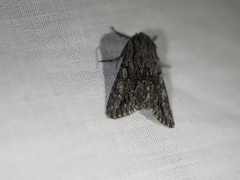 Fishia yosemitae
