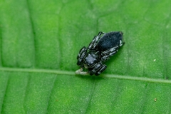 Phiale mimica