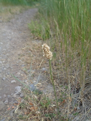Plantago tweedyi