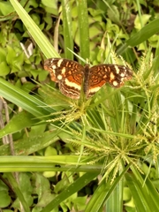 Anthanassa drusilla