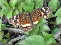 Anthanassa drusilla