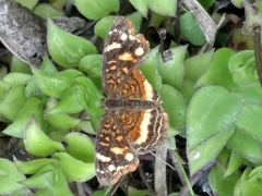 Anthanassa drusilla