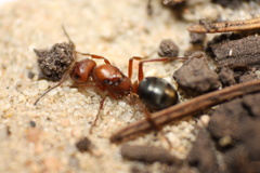 Formica sanguinea