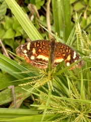 Anthanassa drusilla