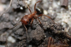 Formica sanguinea